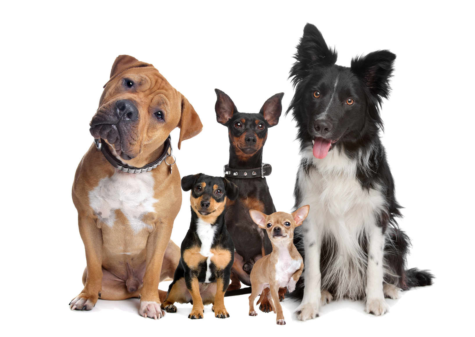 Pets and Homeowners Insurance
