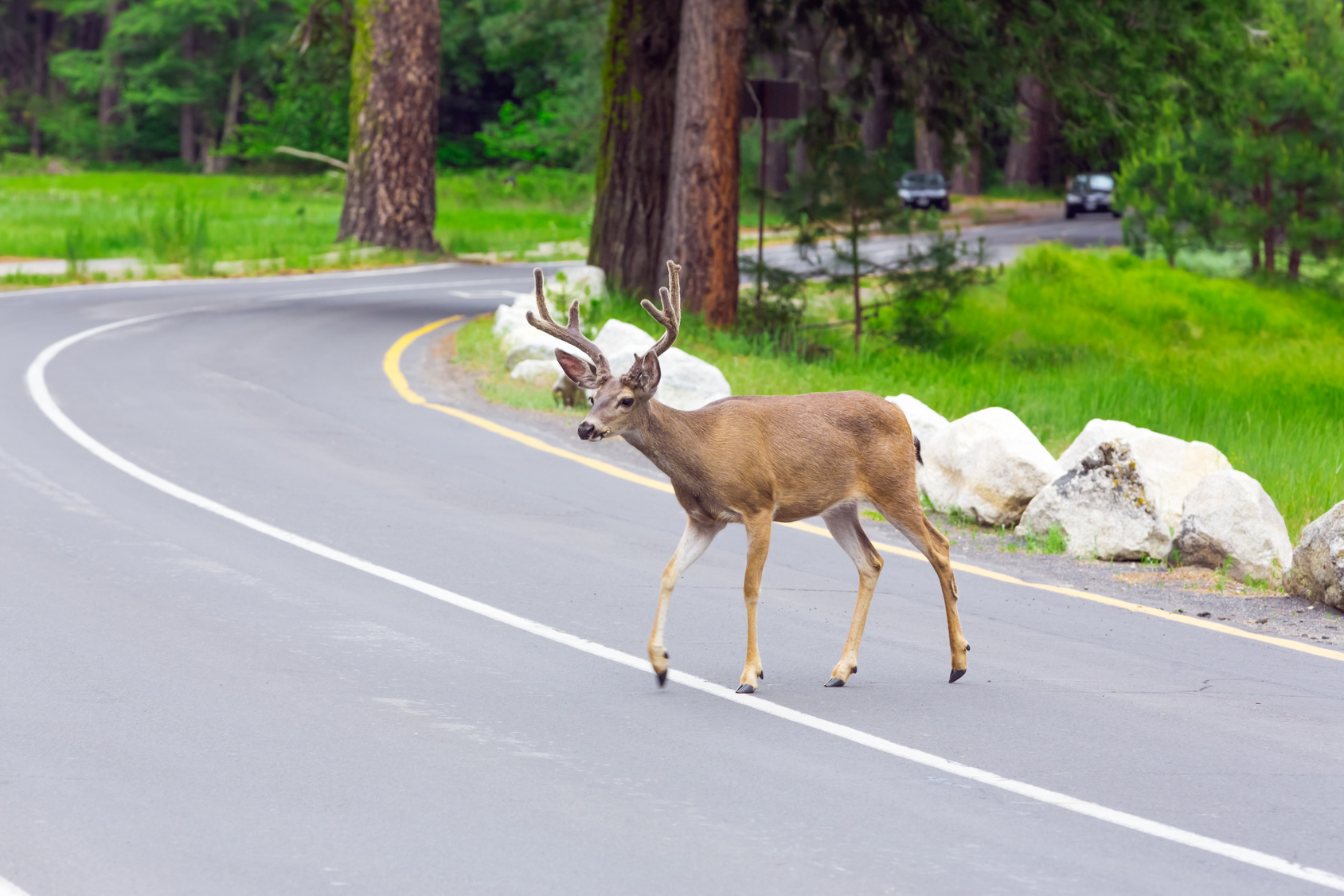 How To: Avoiding Deer Collisions