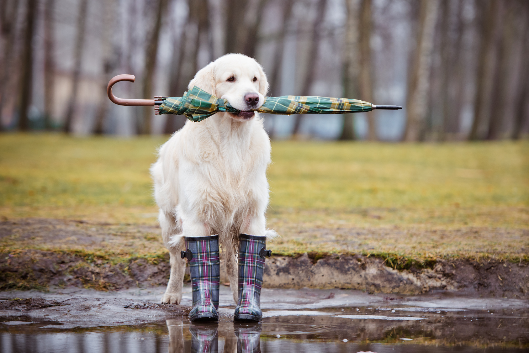 Winter Safety For Pets
