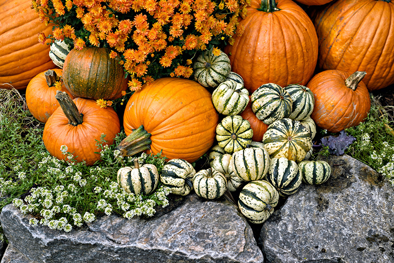 Warm Yourself Up With This Squash Recipe for Fall!