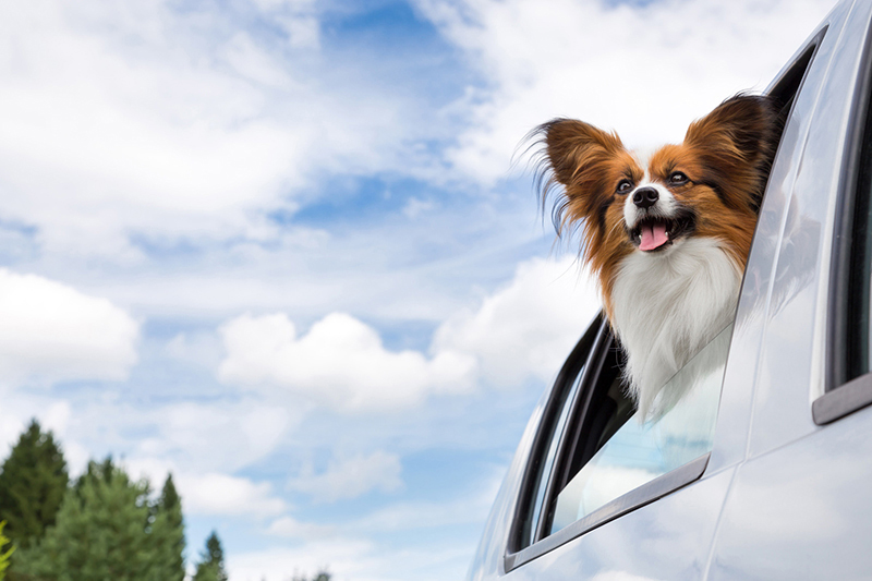 Tips for Road-Tripping with Pets